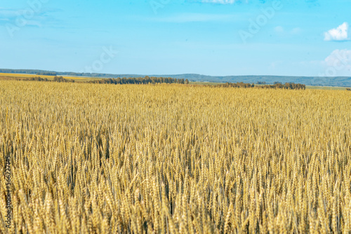 a clearing with ripe ears of rye on a blue sky background  selective focus