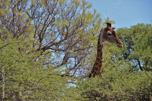 Giraffe peaks over the trees of South Africa