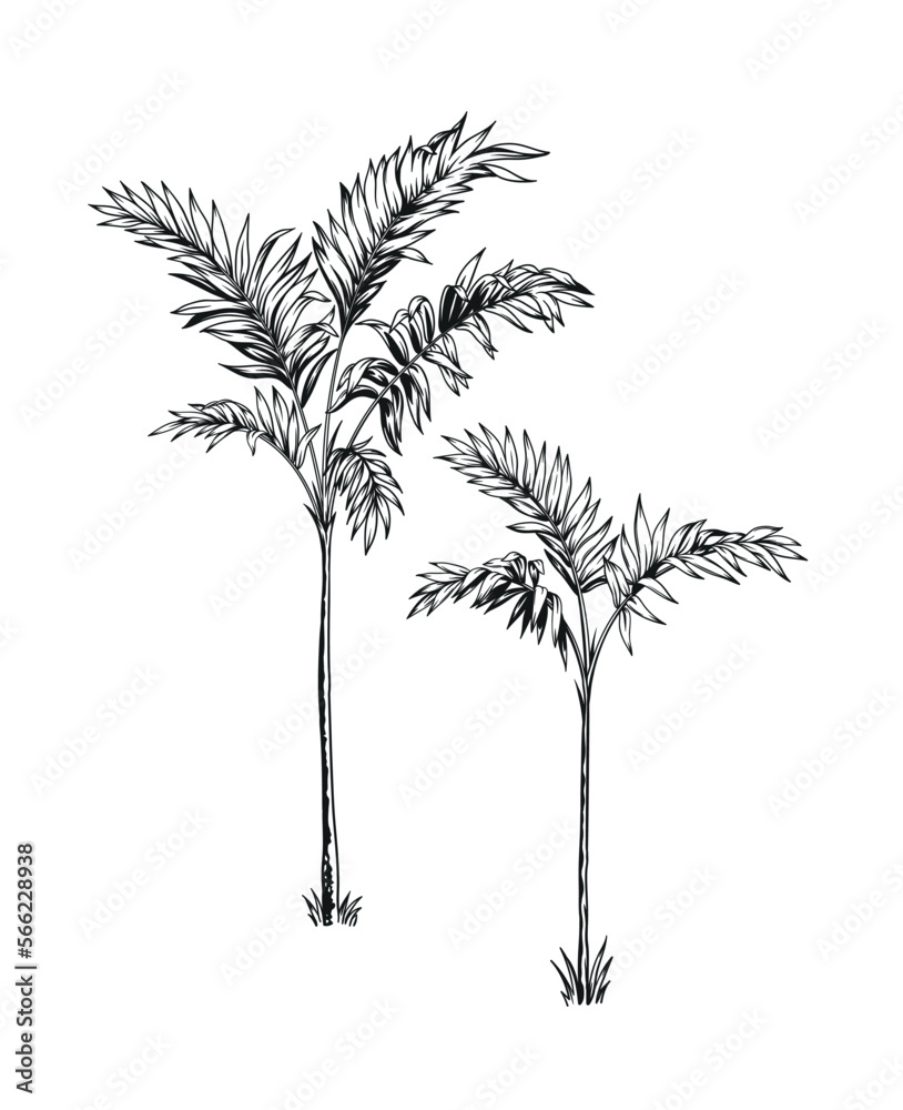 Hand drawn black and white tropical palms. Vector illustration set. Hawaiian plants in realistic style. Foliage design. Botanical elements isolated on a white background. Hand drawn black and white tropical palms. Vector illustration set. Hawaiian plants in realistic style. Foliage design. Botanical elements isolated on a white background.