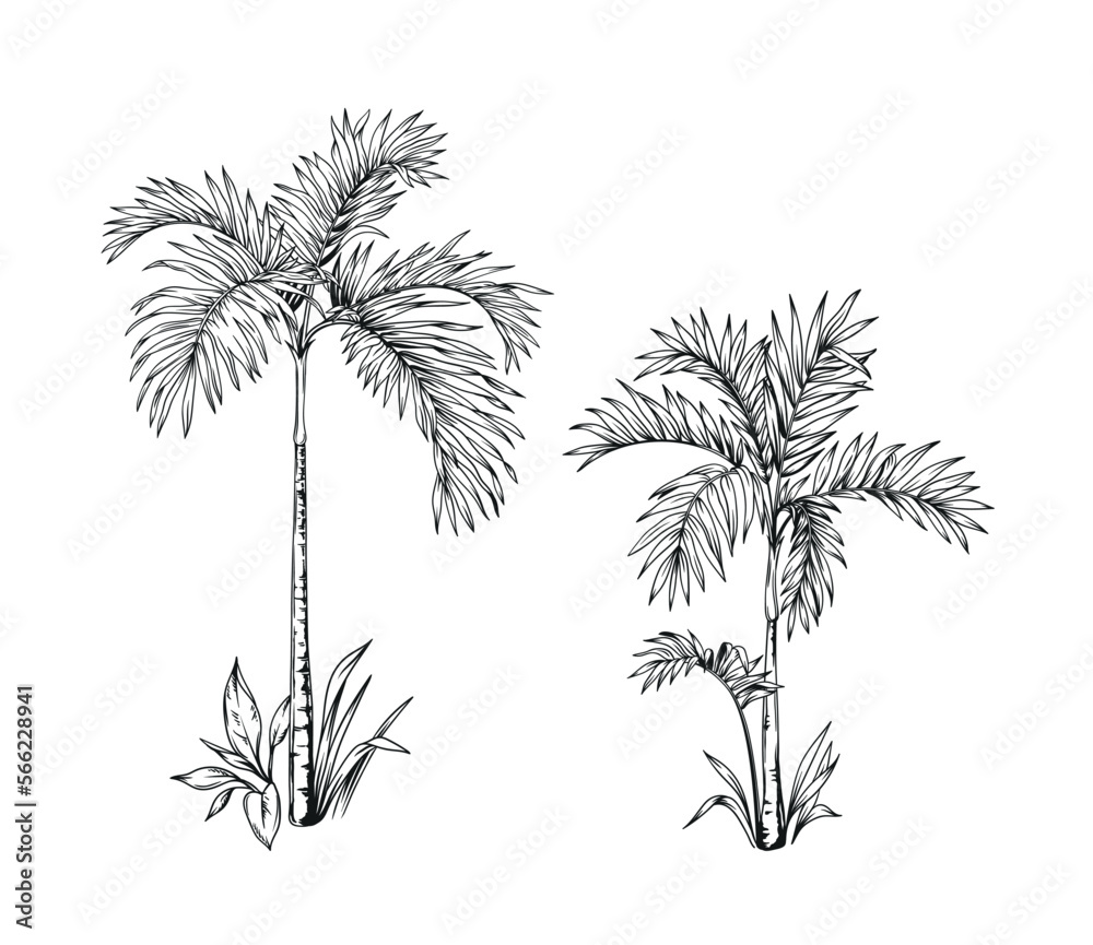 Obraz premium Hand drawn black and white tropical palms. Vector illustration set. Hawaiian plants in realistic style. Foliage design. Botanical elements isolated on a white background.
