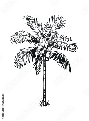 Hand drawn black and white tropical palm. Vector illustration. Hawaiian plant in realistic style. Foliage design. Botanical element isolated on a white background.