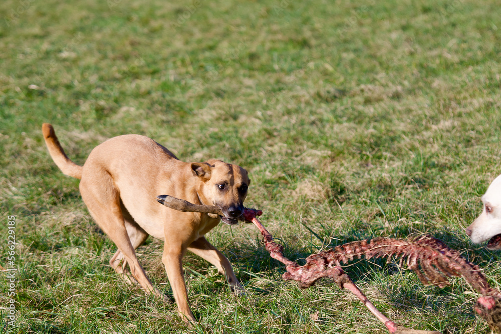 2 dogs fighting over a deer carcass in a field. There is a belgian shepherd dog and a yellow labrador dog.