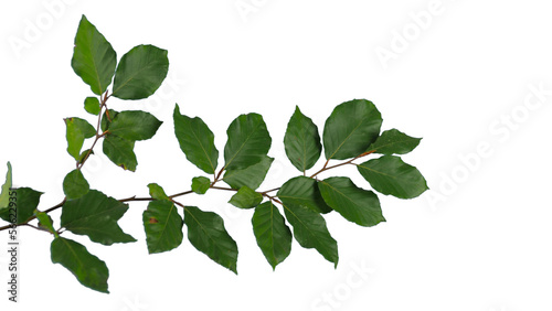 Tableau sur toile Beech branch with green leaves top down isolated foreground | Tree branch transp