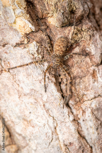 Image of a brown spider on a tree. Insect. Animal.