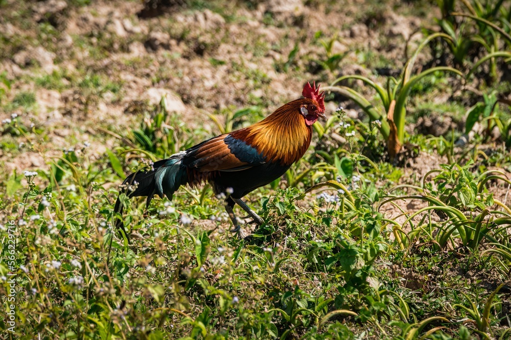 Fototapeta premium Red Junglefowl - Gallus gallus tropical bird in the family Phasianidae. It is the primary progenitor of the domestic chicken (Gallus gallus domesticus). KaoYai National park, Thailand