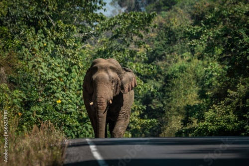 Wild elephant walking on a road in Khao Yai National Park, Thailand. Wild nature photography. photo