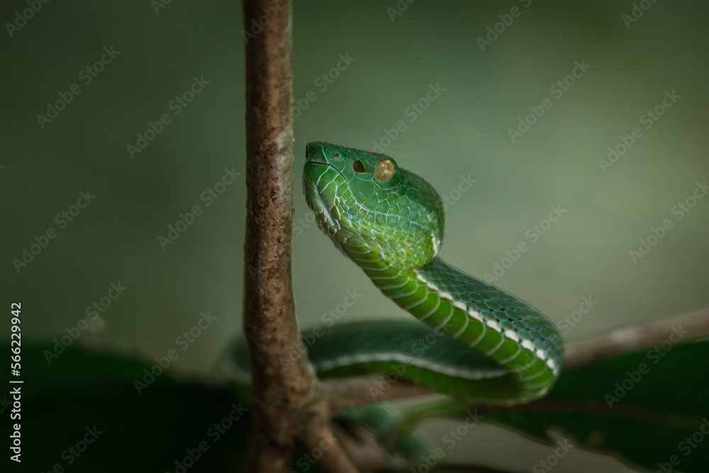 Obraz premium A venomous Vogeli green pit viper lies on a tree branch over the river in Khao Yai National Park, Thailand. Wild nature photography.