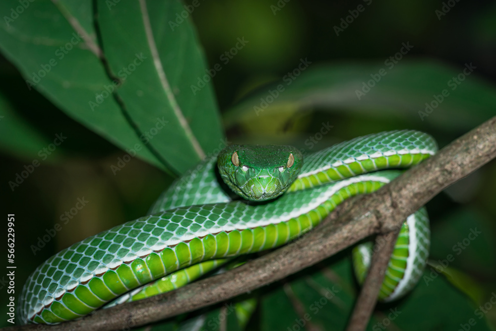 A venomous Vogeli green pit viper lies on a tree branch over the river in Khao Yai National Park, Thailand. Wild nature photography. A venomous Vogeli green pit viper lies on a tree branch over the river in Khao Yai National Park, Thailand. Wild nature photography.