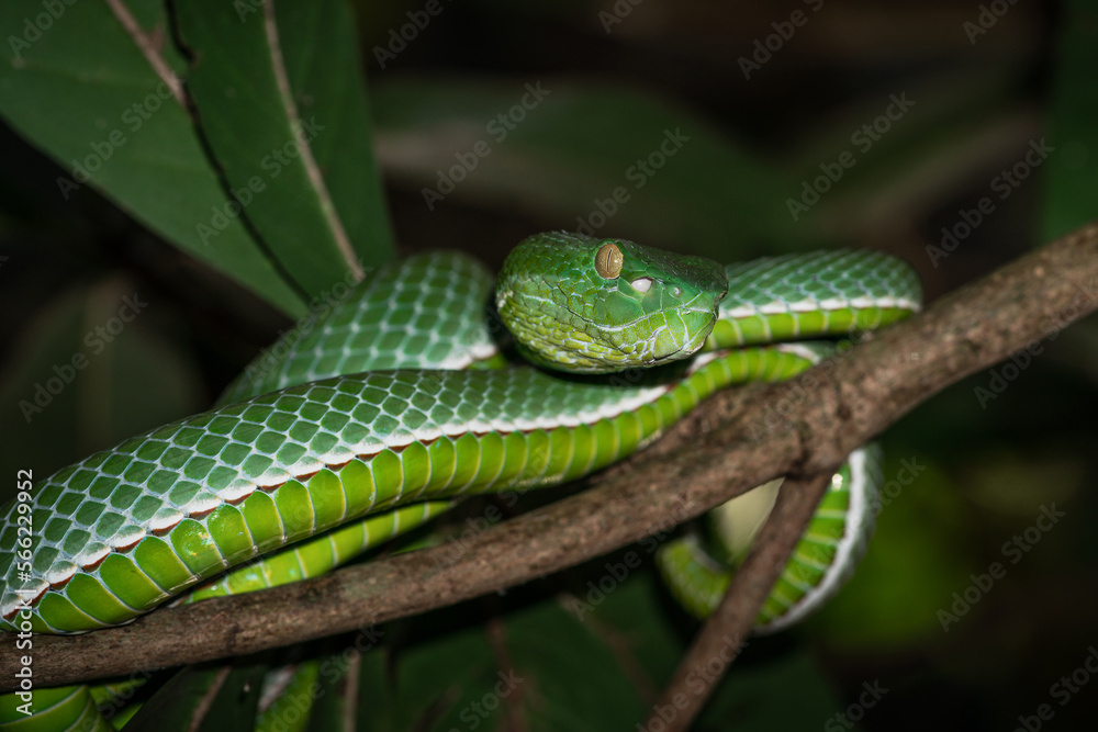 Obraz premium A venomous Vogeli green pit viper lies on a tree branch over the river in Khao Yai National Park, Thailand. Wild nature photography.
