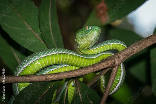 A venomous Vogeli green pit viper lies on a tree branch in Khao Yai National Park, Thailand. Wild nature photography.