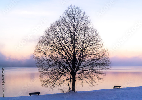 Baumsilhouette und Bänke auf Ufer des Kochelsees am frühen Morgen im Winter mit Nebel