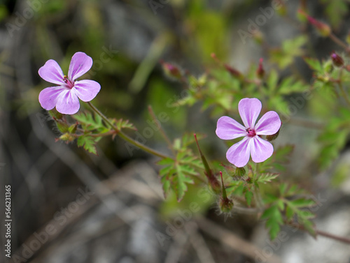 Fotografie Geranium Robert,Plant of the Geranium family