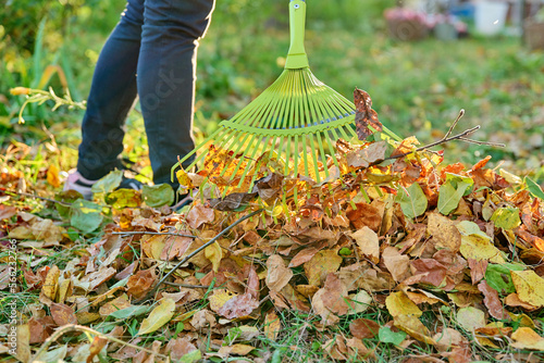 Autumn cleaning with rake of fallen leaves in garden