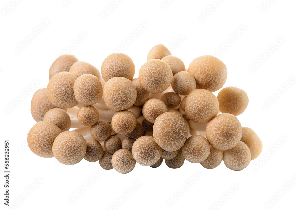 brown beech mushroom isolated on transparent png brown beech mushroom isolated on transparent png