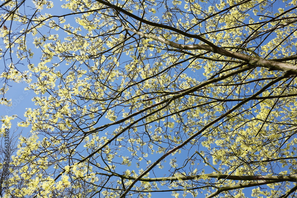 Baumkronen von Laubbäumen aus der Froschperspektive im Frühling, Blauer Himmel Baumkronen von Laubbäumen aus der Froschperspektive im Frühling, Blauer Himmel