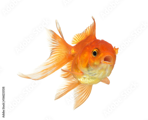 Canvas Print gold fish isolated on transparent png