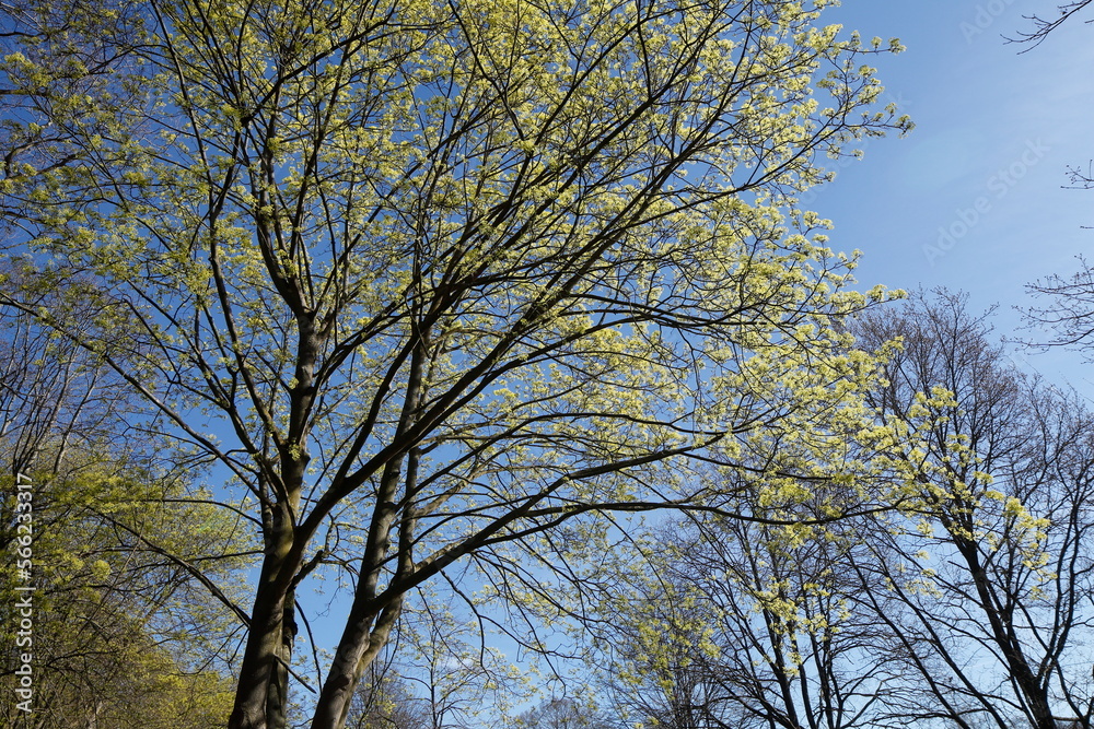 Baumkronen von Laubbäumen aus der Froschperspektive im Frühling, Blauer Himmel Baumkronen von Laubbäumen aus der Froschperspektive im Frühling, Blauer Himmel