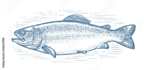 Trout, whole fish sketch isolated. Fishing, seafood concept. Hand drawn vector illustration in vintage engraving style