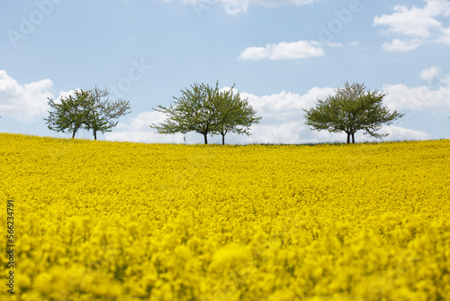 three trees on the horizon of a vast yellow canola landscape, with interesting and dramatic cloud shapes.