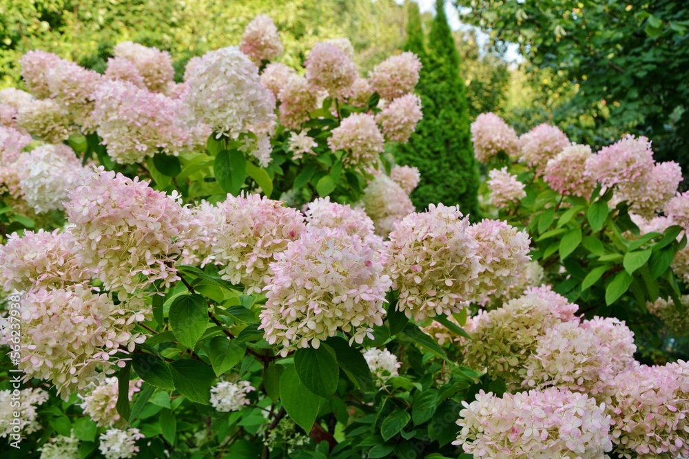 Luxury bush pink paniculata hydrangeas variety Limelight on the background of the beautiful garden. Luxury bush pink paniculata hydrangeas variety Limelight on the background of the beautiful garden.