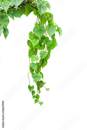 Twisted jungle vines liana plant Cowslip creeper vine (Telosma cordata) with heart shaped green leaves  isolated on transparent background, png file