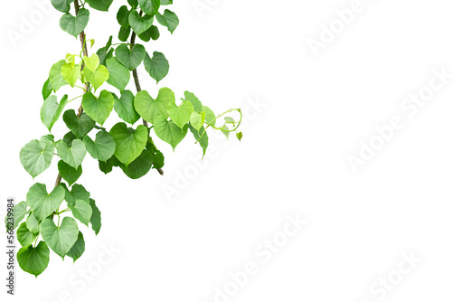 Twisted jungle vines liana plant Cowslip creeper vine (Telosma cordata) with heart shaped green leaves isolated on transparent background, png file