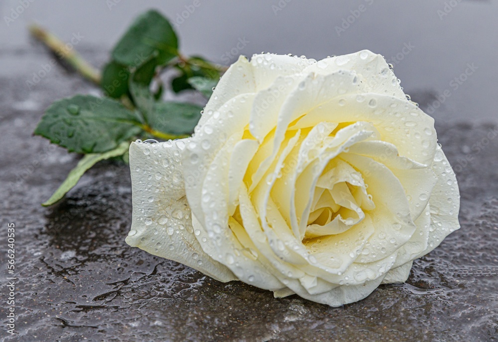 Φωτογραφία eine auf einem grauen Stein niedergelegte, gelbe Rose auf gefrorenem Untergrund