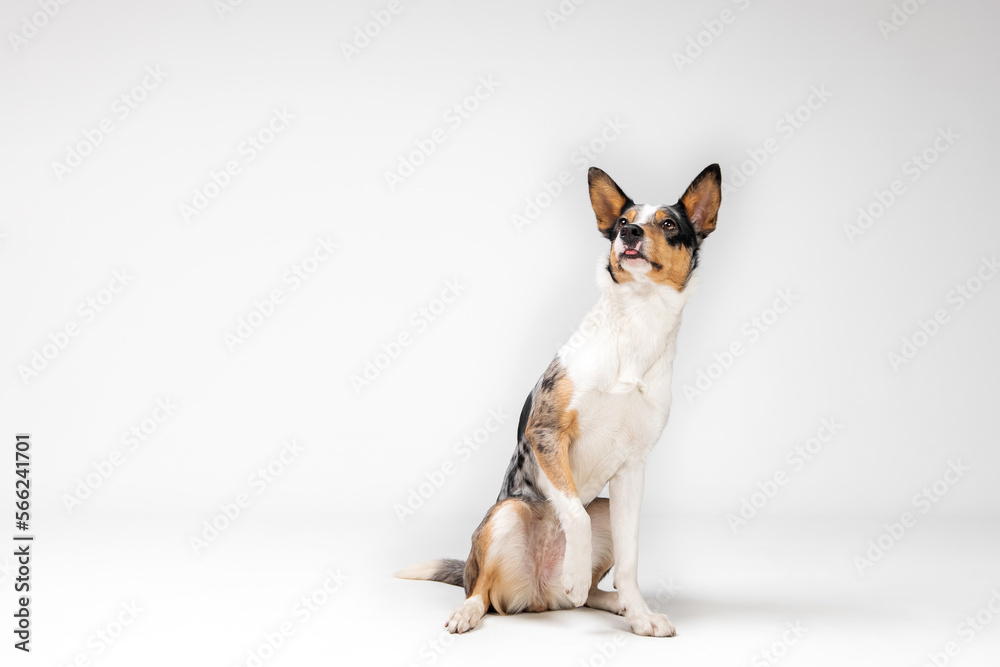 Border Collie dog on white background studio photo. Dog portrait. Dog sitting on white