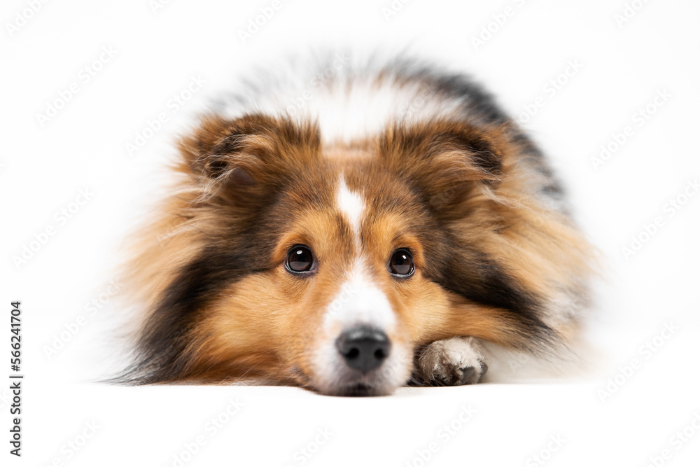 Sheltie dog on white background. Dog lying down. Dog studio photo. Shetland shepherd breed. 
isolated on white