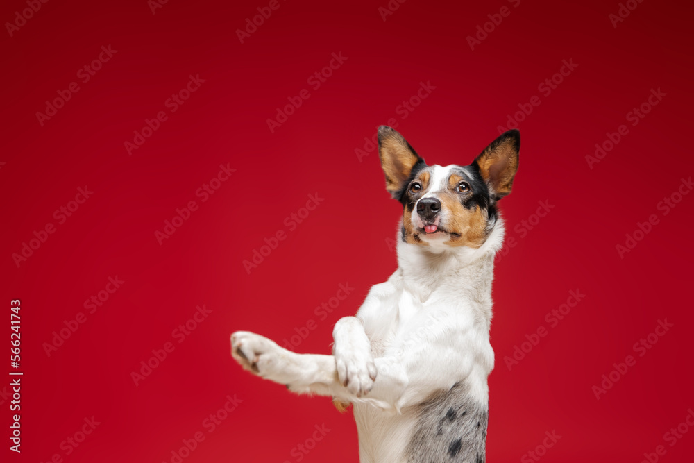 Border Collie dog on red background studio photo. Funny dog photo. The dog raised its front paws up 