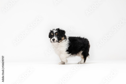 Adorable tricolor terrier puppy looking at the camera with shiny dark eyes. Isolated on white background. Little cuddle puppy
