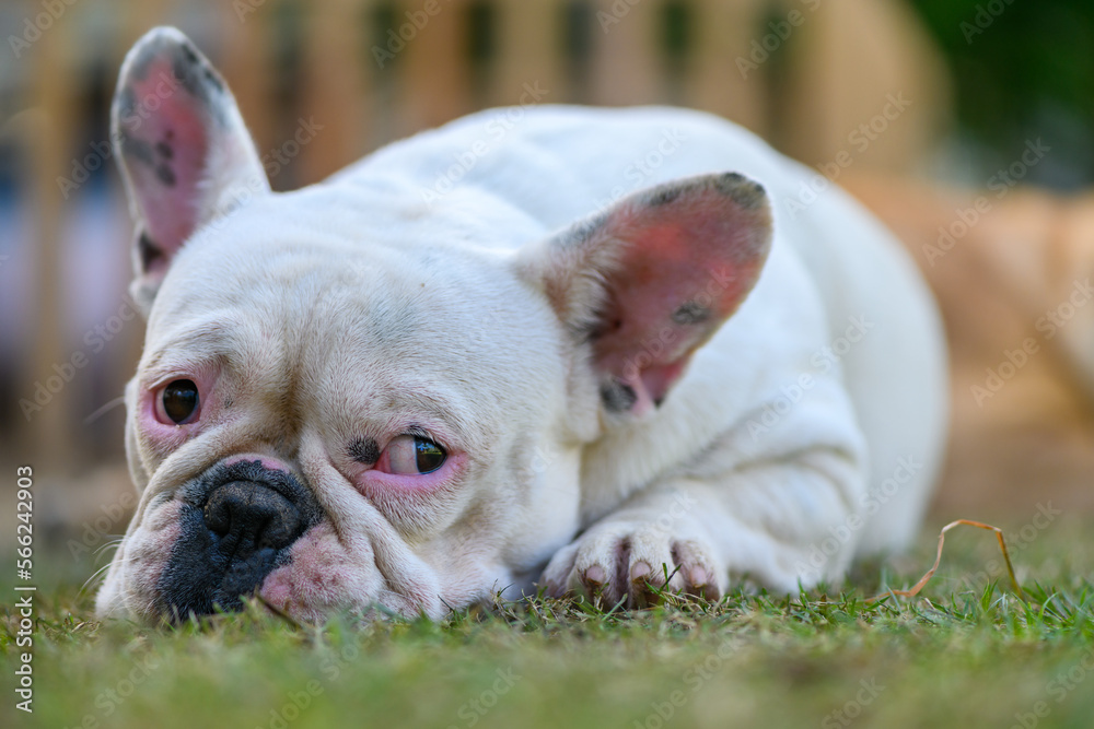 french bulldog lying on the grass, pet and animal