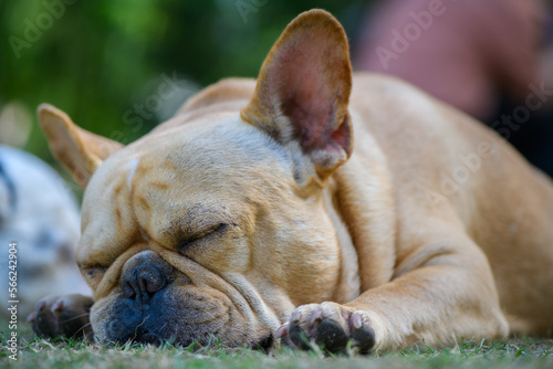 french bulldog sleeping and snoring loudly © kwanchaichaiudom