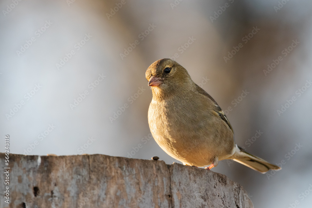 Common Chaffinch in a garden in winter Common Chaffinch in a garden in winter