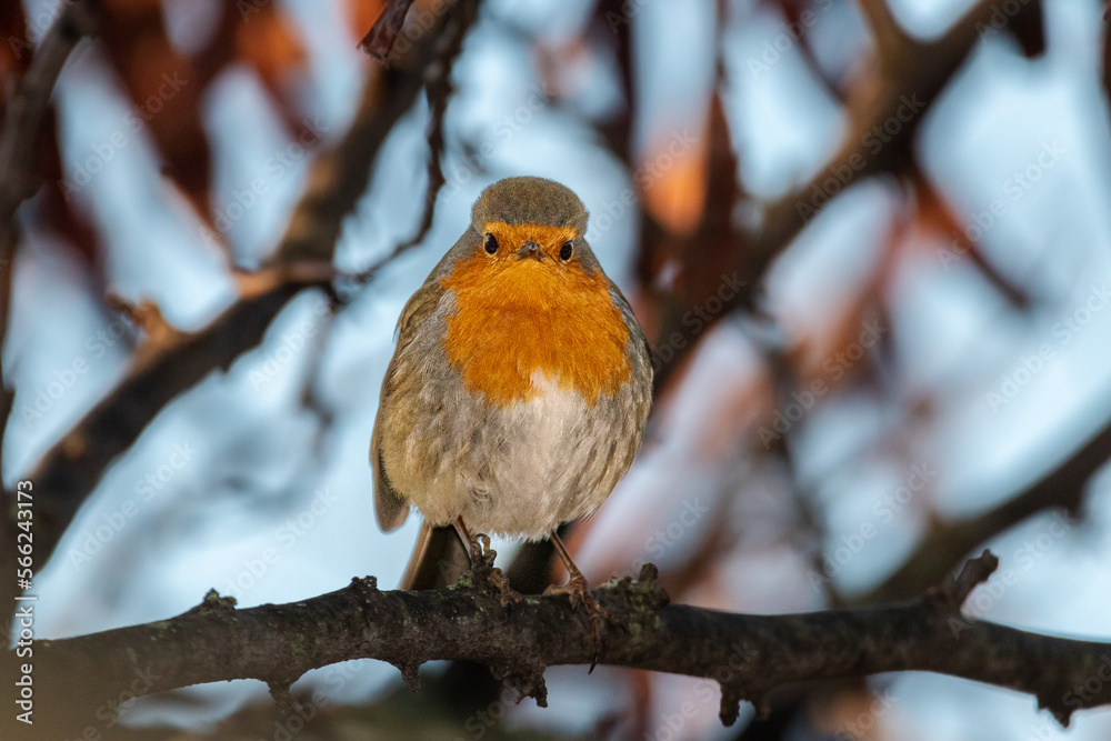 Fototapeta premium European Robin perched on a tree branch