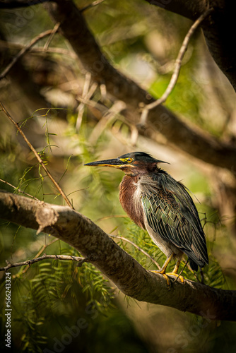 green heron on a branch
