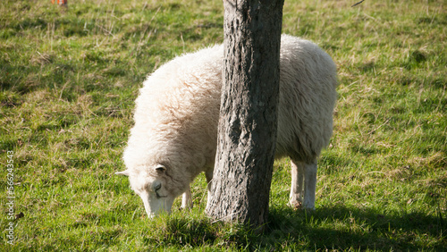 Oveja blanca pastando en redil al aire libre junto a arbol photo