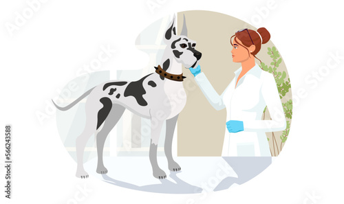 Great Dane at veterinary visit in medical clinic office. Big grey dog not anxiety and stress on therapy at vet appointment of veterinarian young woman. Vector illustration isolated on white background