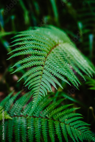 green leaf