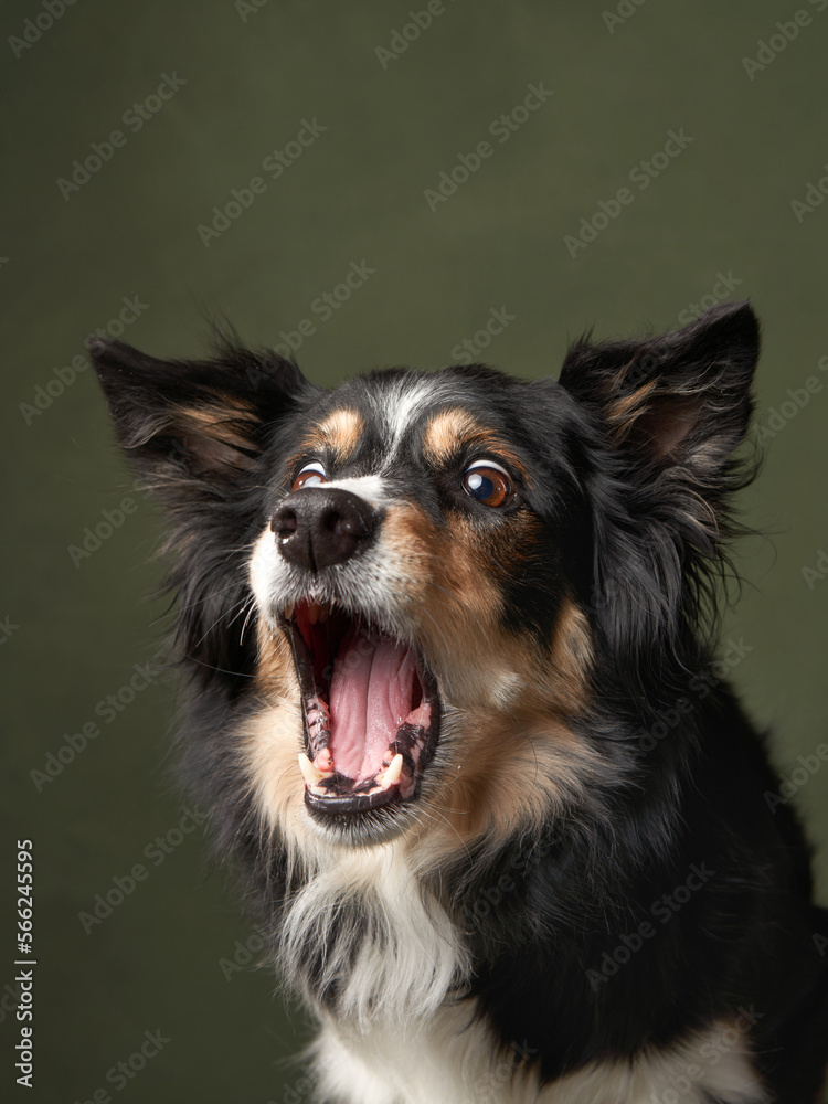 funny dog on a green background. Charming border collie shows teeth, snaps