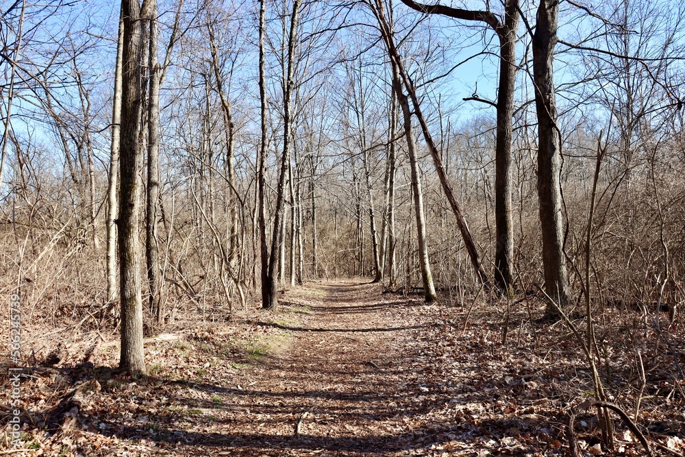 Obraz premium The long hiking trail in the winter woods on a sunny day.