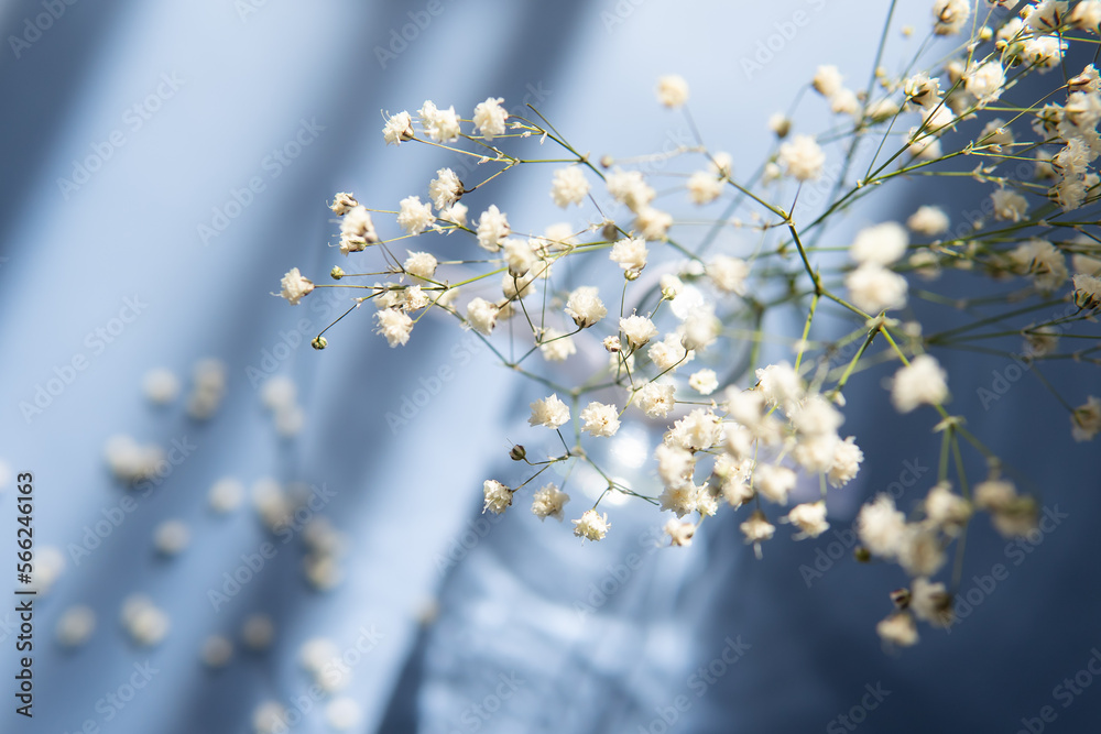floral background for design. flowers close-up with blurred background. floral background for design. flowers close-up with blurred background.