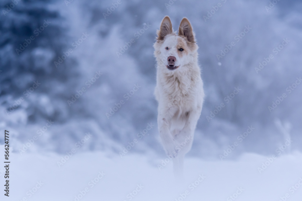 Un chien de race berger blanc suisse dans une forêt sous la neige en hiver Un chien de race berger blanc suisse dans une forêt sous la neige en hiver