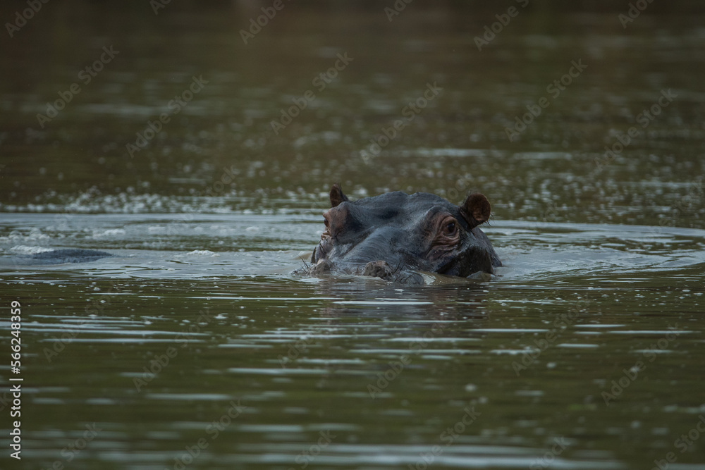 Hippopotamus raises head above water Hippopotamus raises head above water