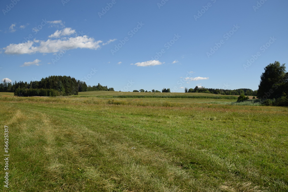 meadow with forest and bushes on a clear summer sunny day