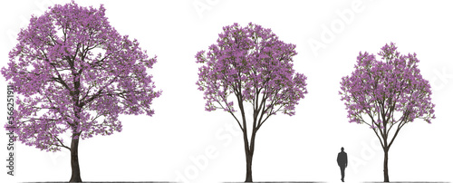 trees pink trumpet tree blooming hq arch viz cutout