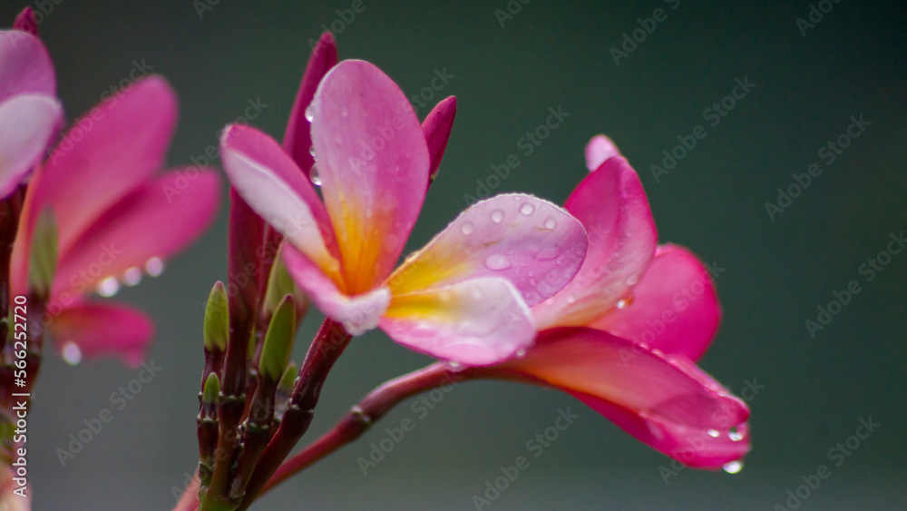 Fototapeta premium close up of pink flower