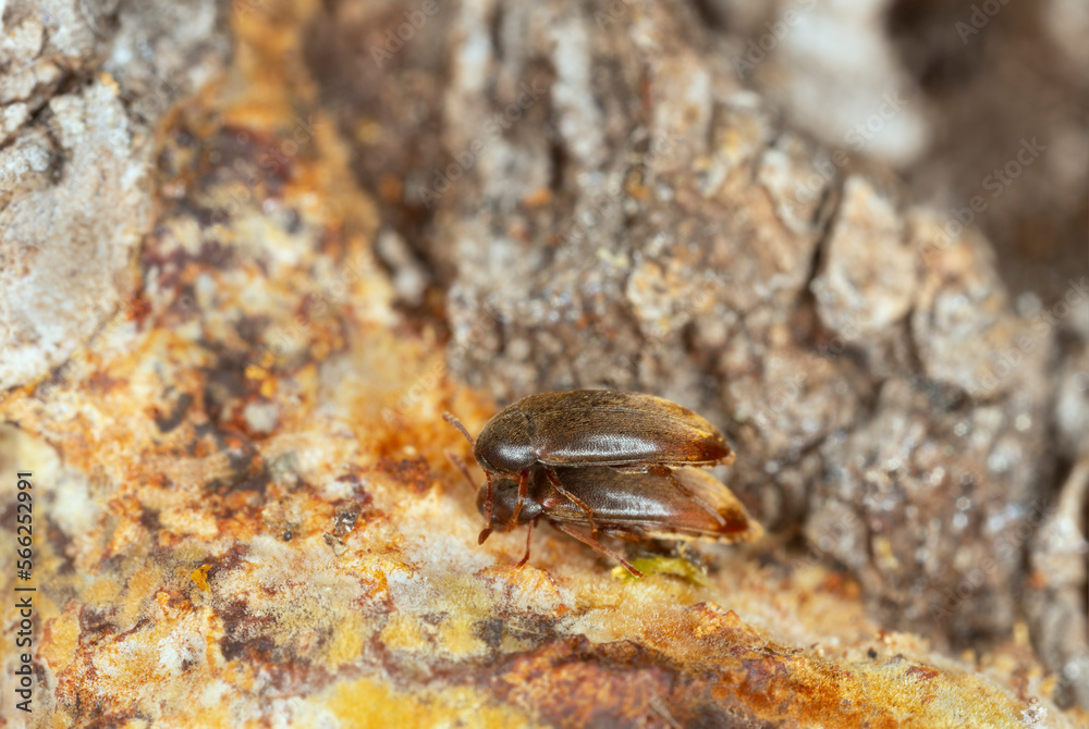 False darkling beetles, Orchesia micans mating on fungi