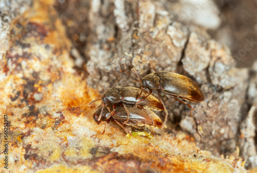 Three Orchesia micans beetles mating behavior