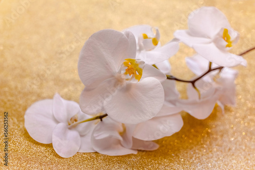 A branch of white orchids on a shiny gold background